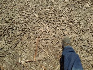 WoodStraw High Coverage Erosion Control