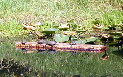 Turtle Pond Raft