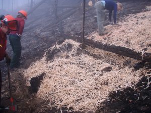 Post-Wildfire Erosion Control and Revegetation