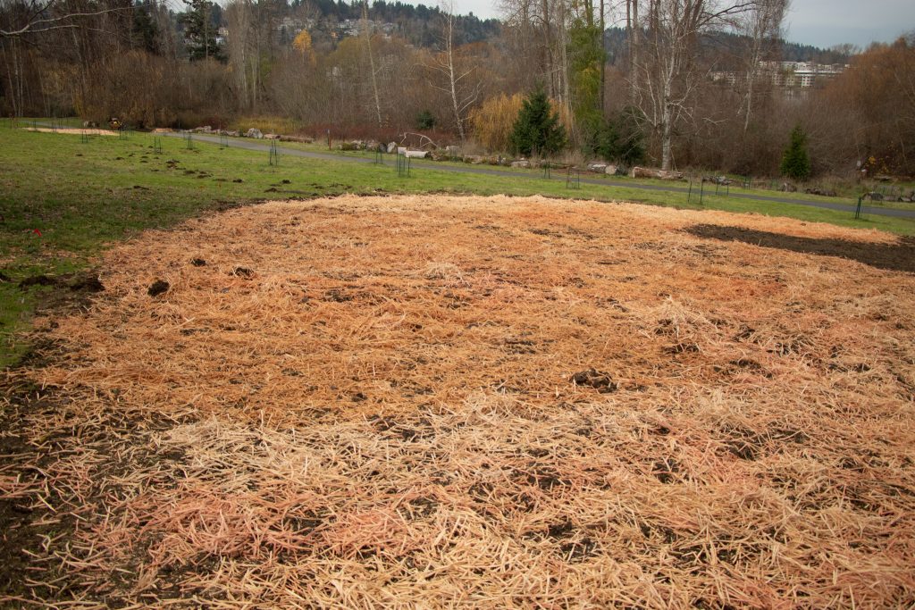 WoodStraw protecting young seedlings