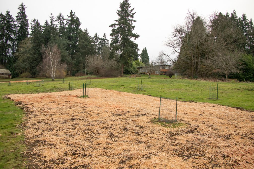 WoodStraw to deter bunnies